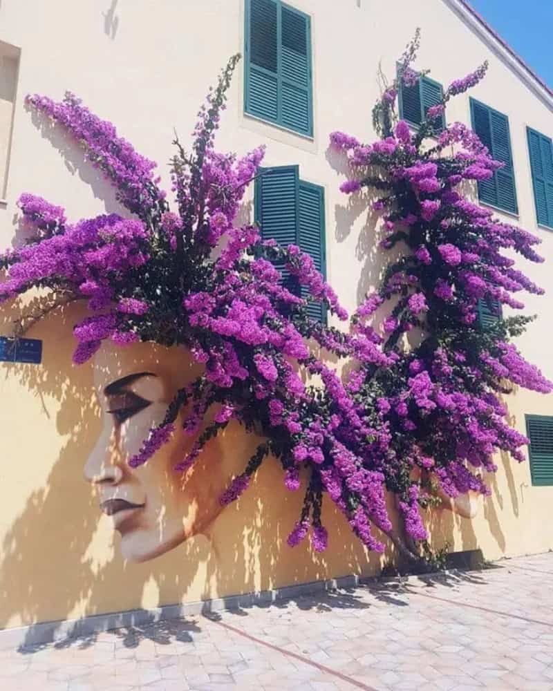 A lush purple flowering vine growing on a yellow wall with a mural of a woman's face.