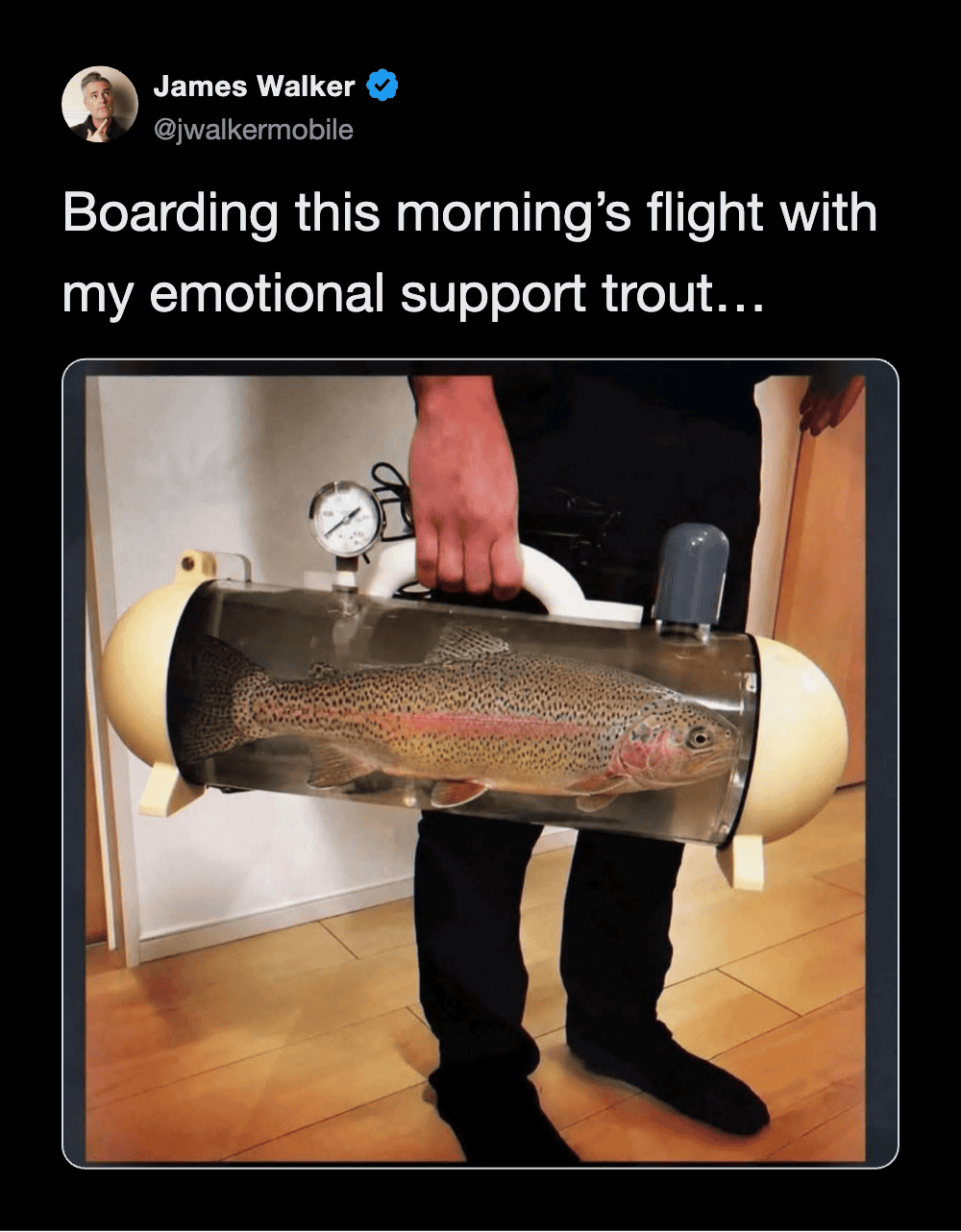 Boarding flight with emotional support trout in a tank, held by a person in a black outfit.