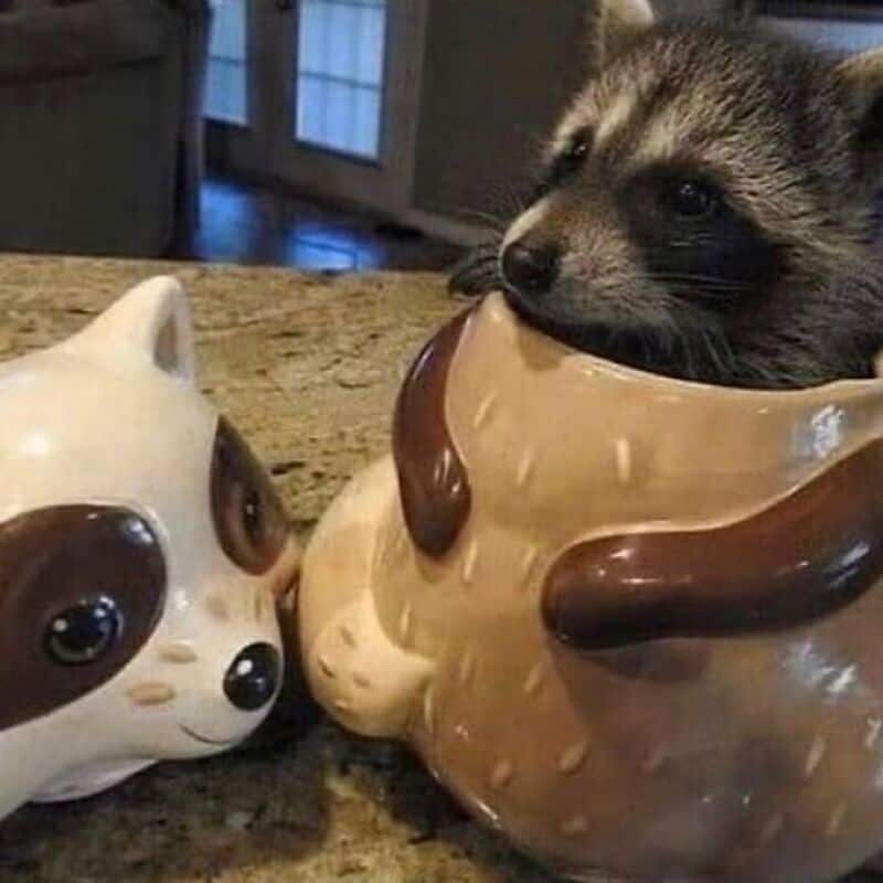 Cute raccoon peeking out of a coffee mug with a cat figurine nearby.