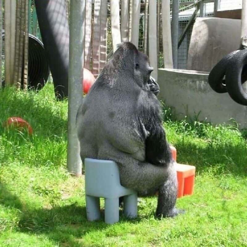 Gorilla sitting on a small plastic chair outdoors, facing away from the camera.
