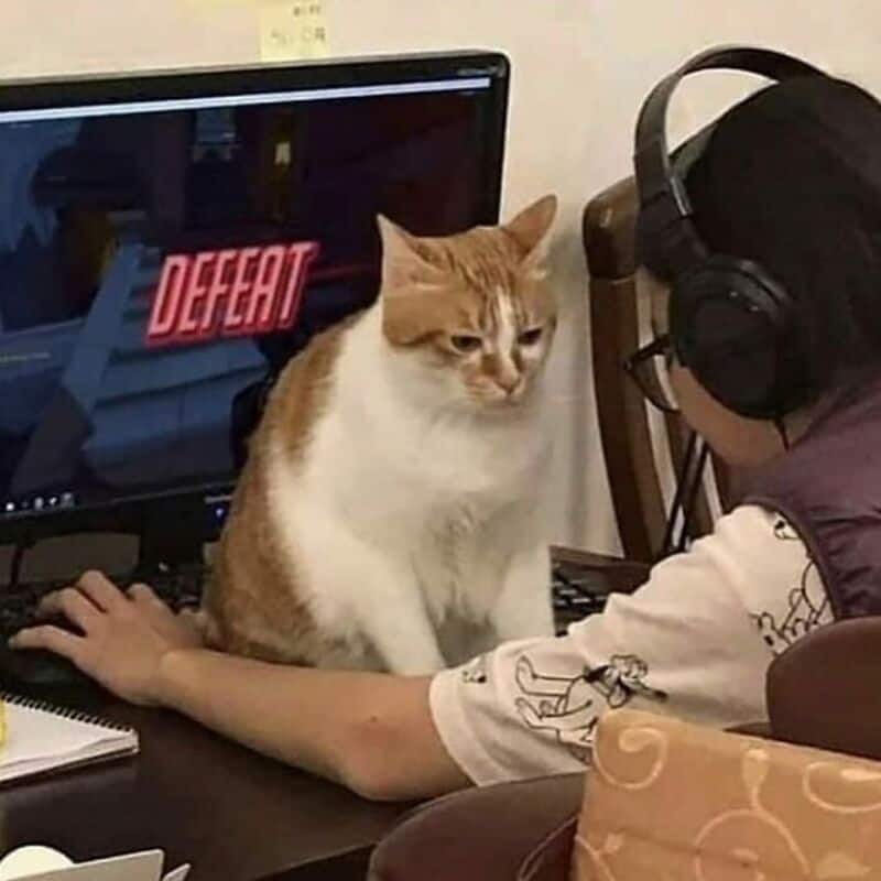 "Cat sitting on desk in front of computer with 'DEFEAT' message on screen".
