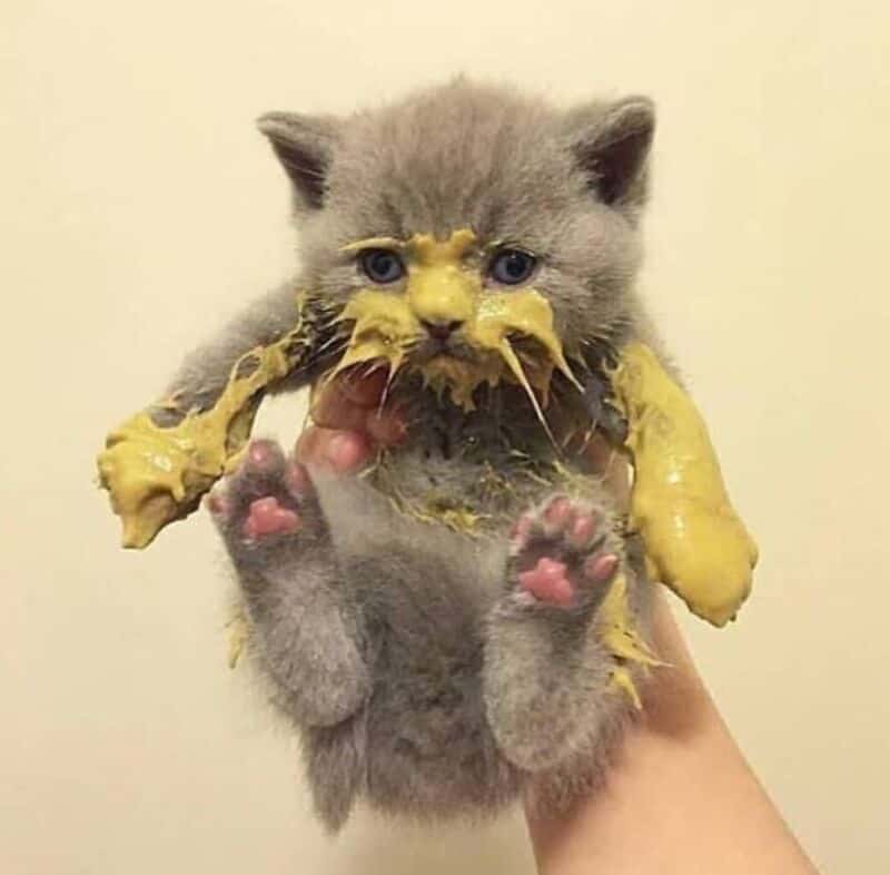 Adorable kitten covered in yellow food, being held up with paws visible.