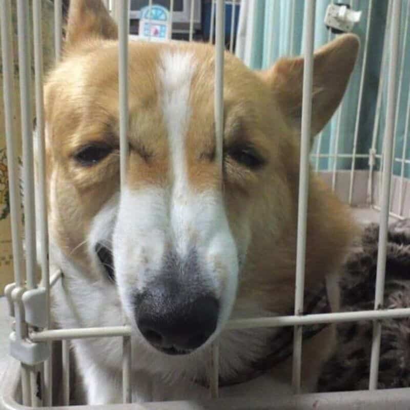 Dog behind bars with a happy expression, inside a cage at a shelter or veterinary clinic.