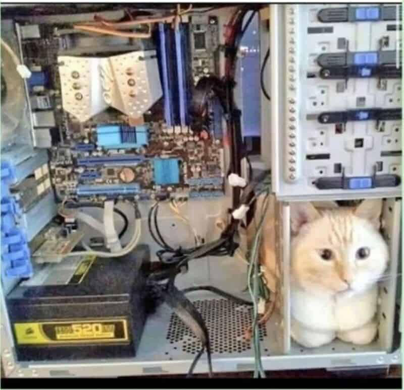 Cat inside a computer case with electronic components and wiring.