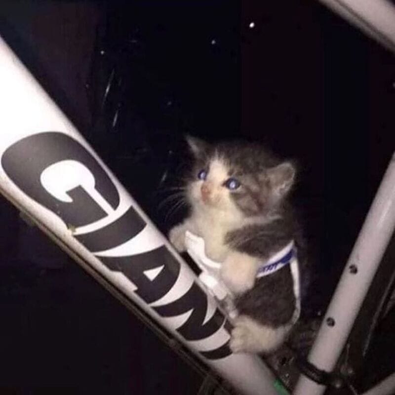 Adorable kitten with blue eyes sitting on a bicycle frame at night.
