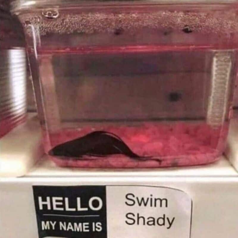 HELLO MY NAME IS Swim Shady.