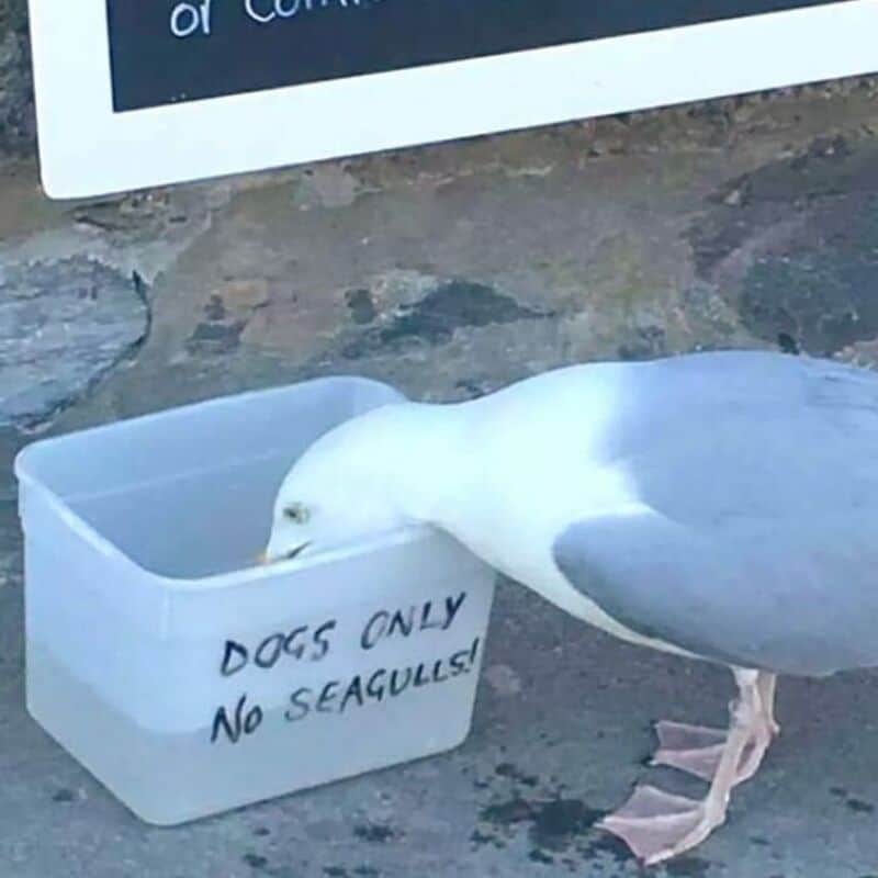 Seagull eating from a container labeled "Dogs Only No Seagulls!".