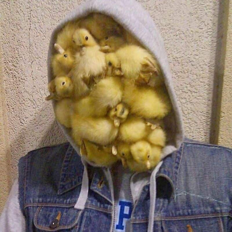 A group of yellow ducklings huddled together inside a gray hoodie worn by a person in a denim jacket.