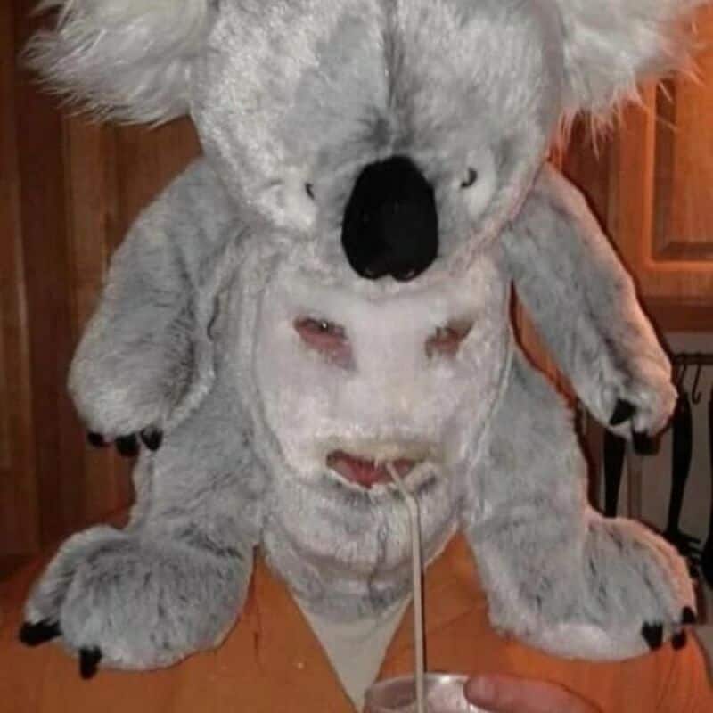 A cute koala plush toy with a black nose and fluffy ears sitting on a person's lap.
