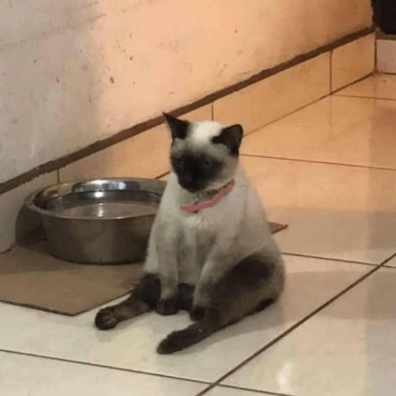 Siamese cat sitting near water bowl on tiled floor indoors.