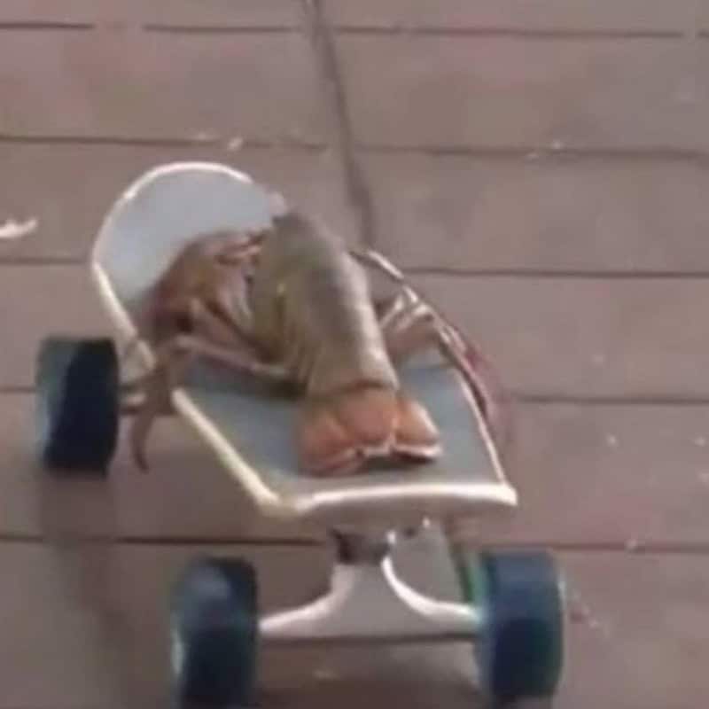 Fish lying on a skateboard on a wooden floor.