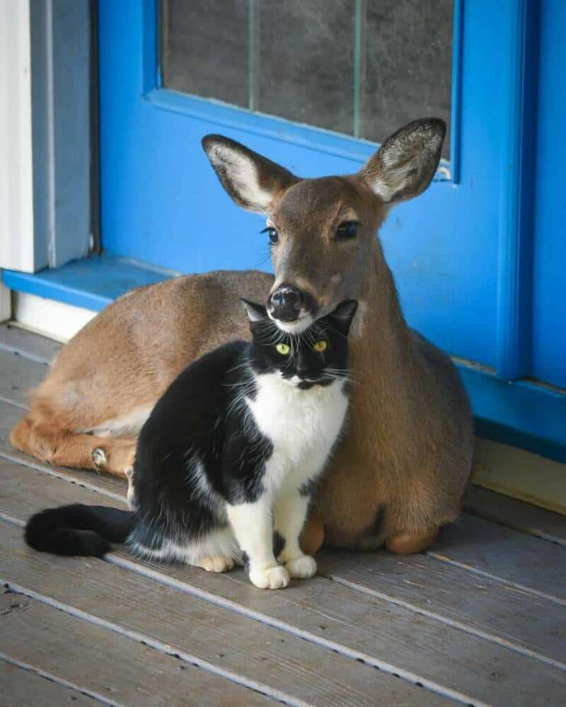 Deer and black-and-white cat sitting together by a blue door.