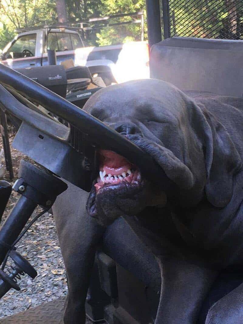 Dog biting steering wheel of a vehicle with a smile.