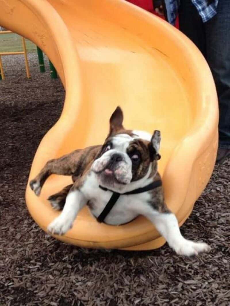 Bulldog puppy falling out of a slide at a playground.