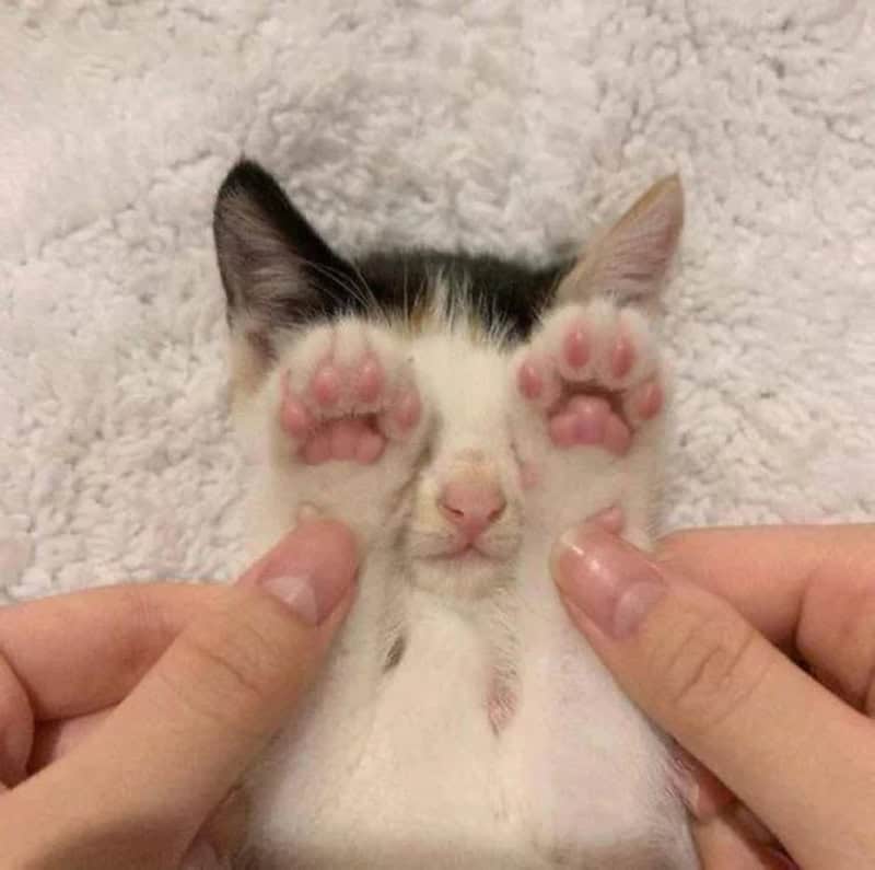 Cute kitten with pink paw pads being held by hands, eyes closed.