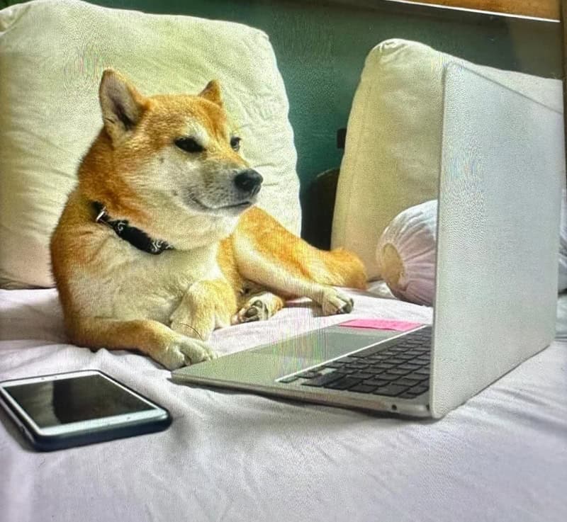 Dog sitting on bed in front of a laptop and phone, looking at the screen.