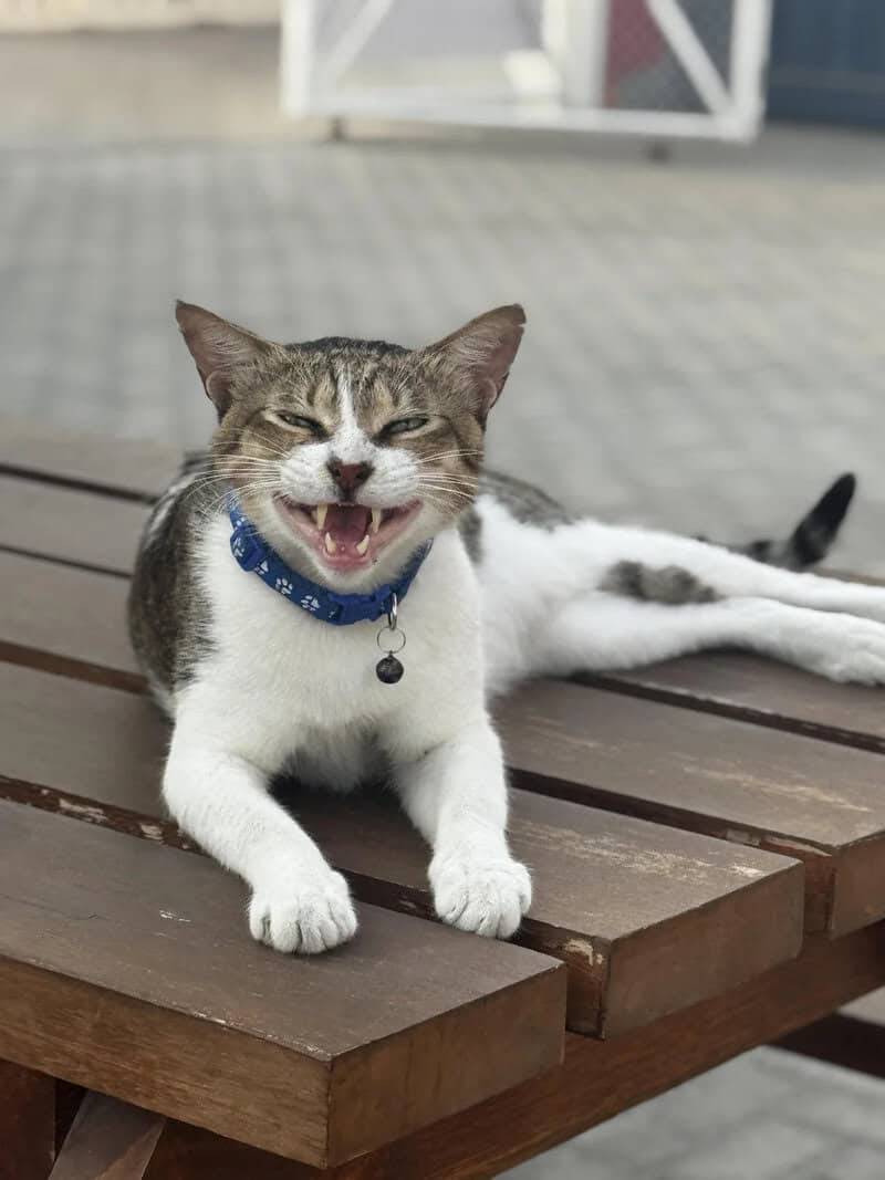 Smiling cat lying on a wooden bench with a blue collar.