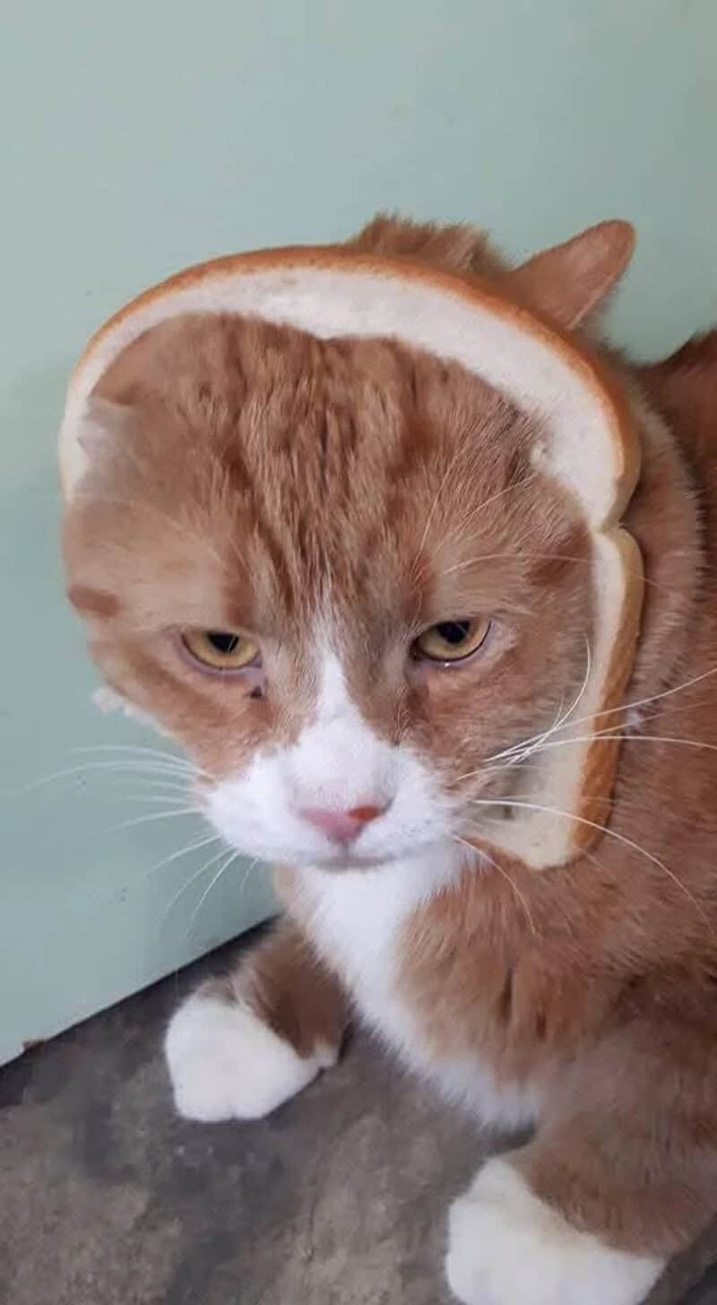 Cat with a slice of bread on its head, looking annoyed.