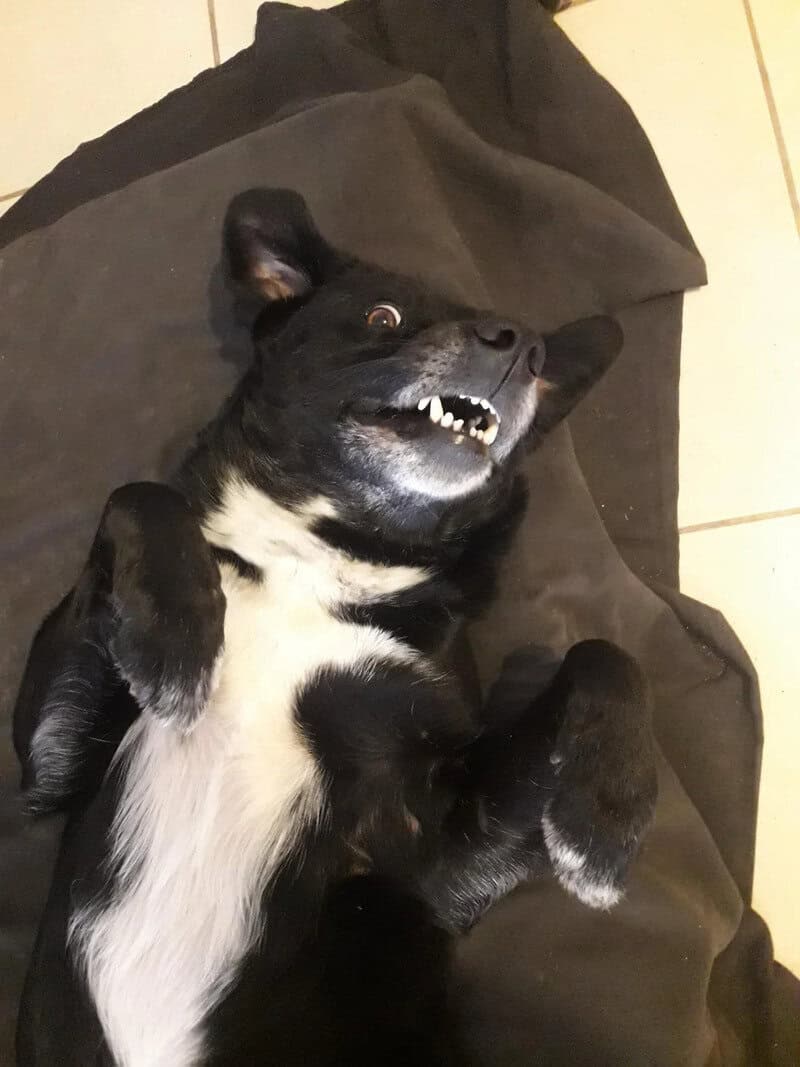 Dog lying on its back with a funny, surprised expression showing teeth.