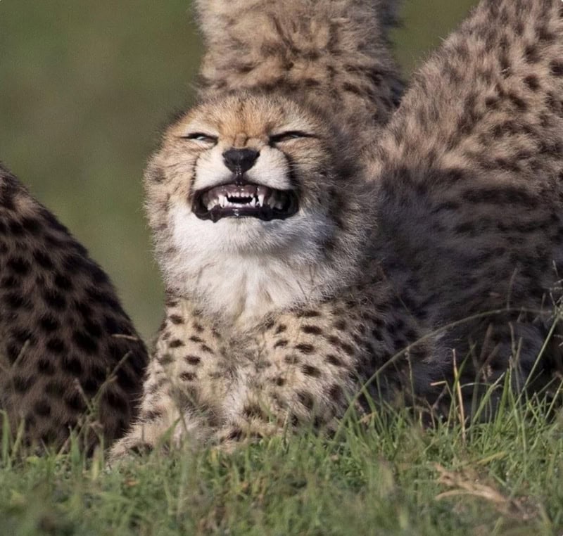 Cheetah cub with a funny, snarling expression in a grassy area.