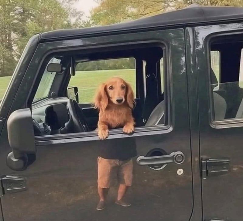 Dog with a human body, looking out of a car window.