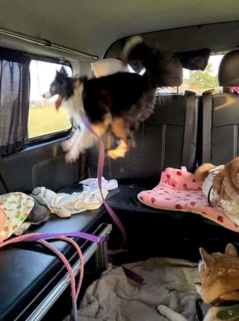 Dog jumping inside vehicle with other dogs resting on blankets.