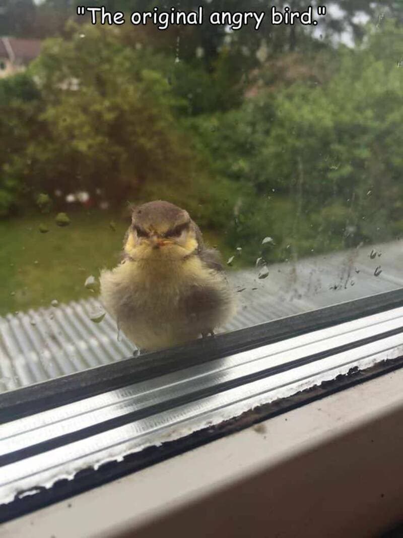 A small bird looks angry outside a window with rain, with the caption 'The original angry bird.'.