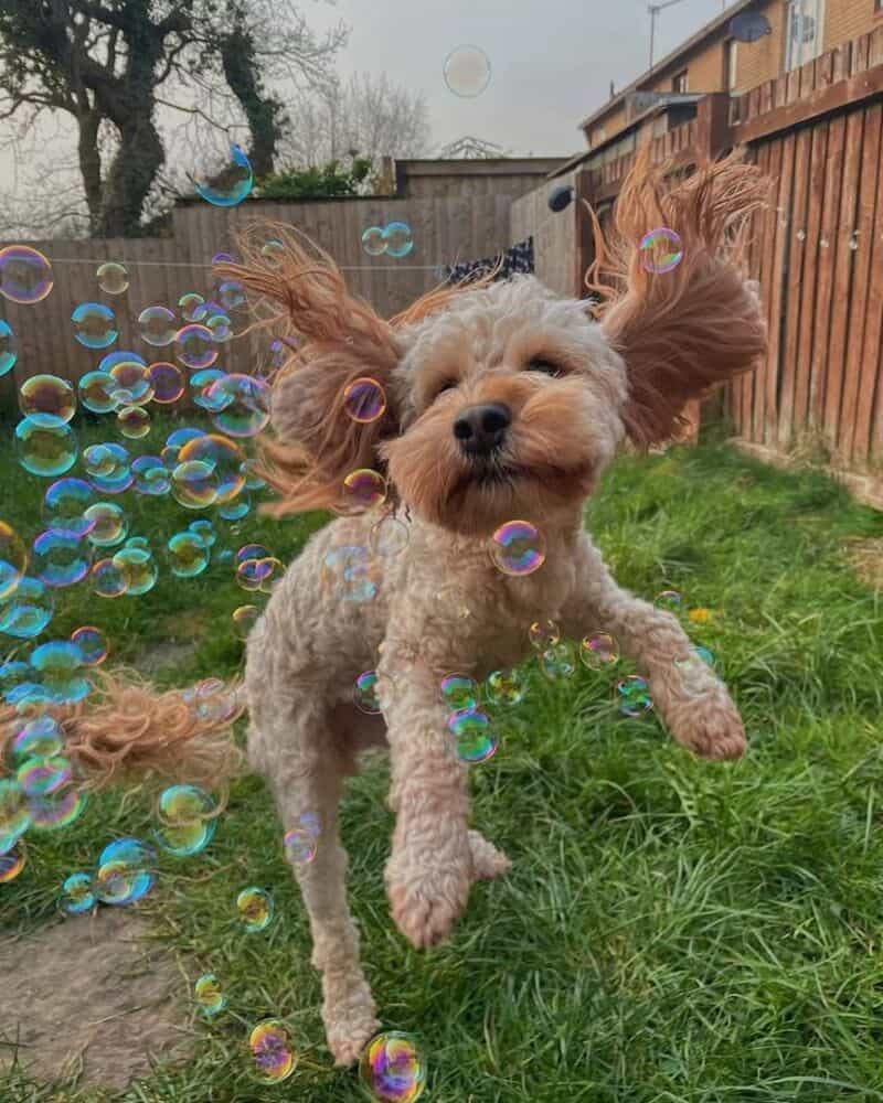 Dog jumping with hair flying, surrounded by bubbles in a backyard.