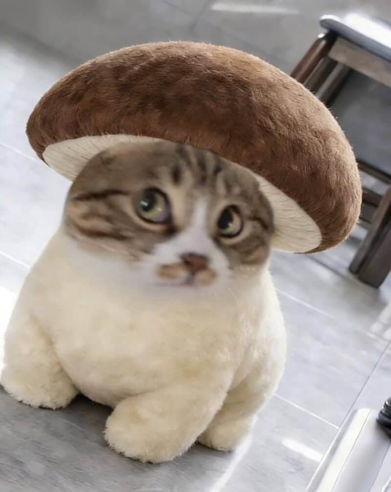 Cat with a mushroom hat, looking at the camera.