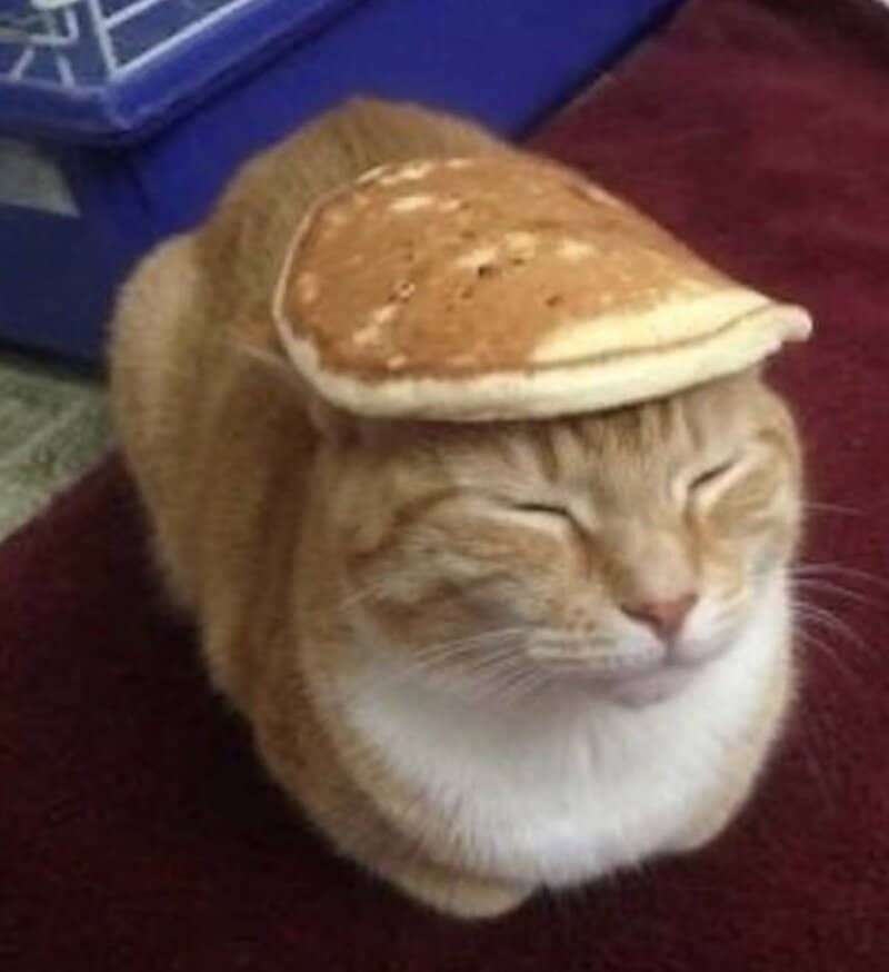 Cat with a pancake on its head, eyes closed, smiling.