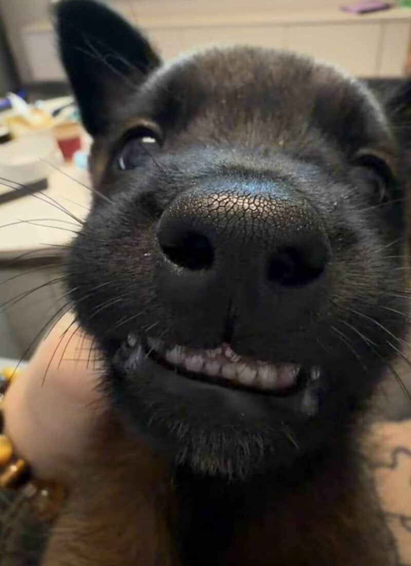 Close-up of a black dog's face with a funny expression, showing teeth.