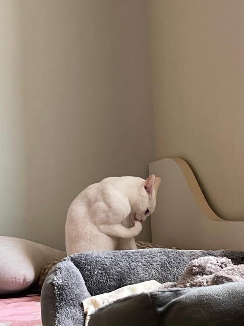 White cat grooming itself on a bed with a gray blanket.
