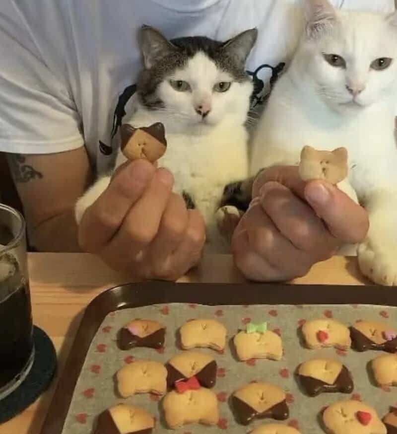Two cats holding bear-shaped cookies with a tray of cookies in front.