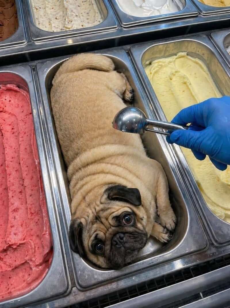 Cute pug puppy lying in ice cream freezer with flavors around it.