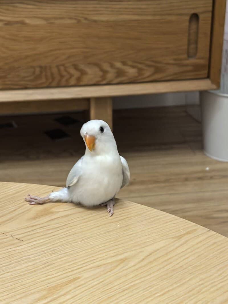 Cute white bird with an orange beak sitting on a wooden table.