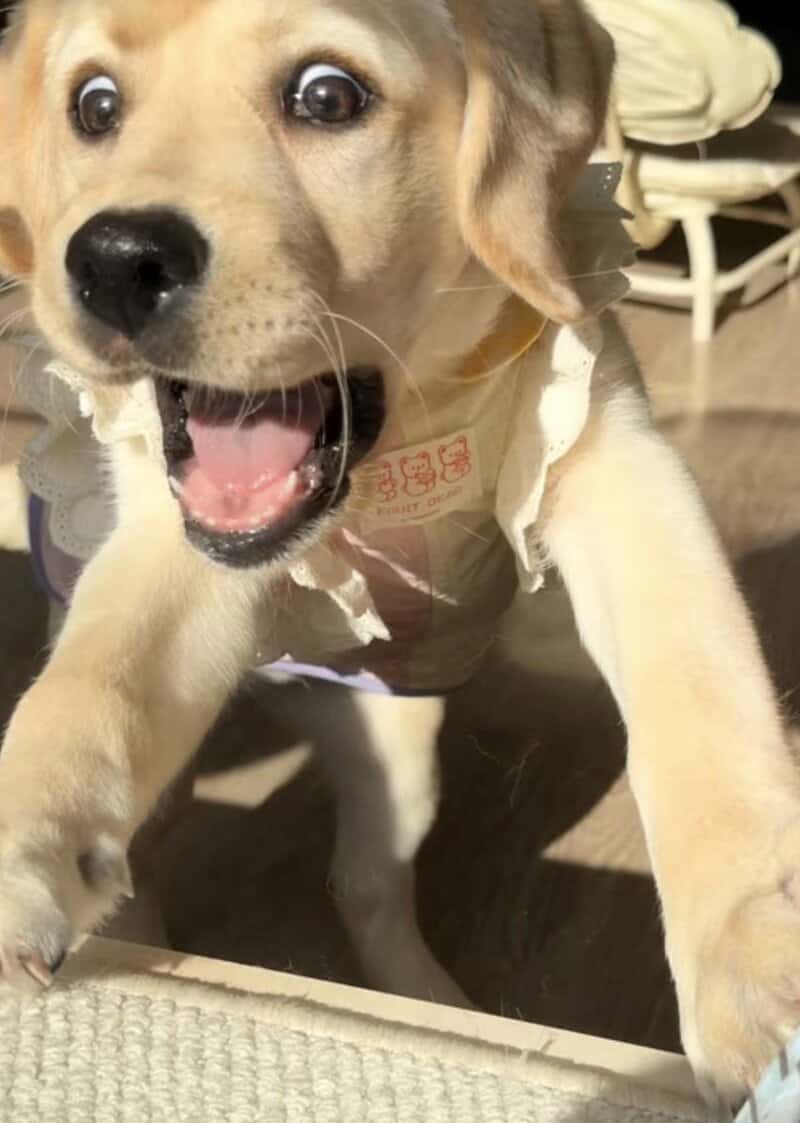 Happy puppy with open mouth and wide eyes, wearing a beige outfit.
