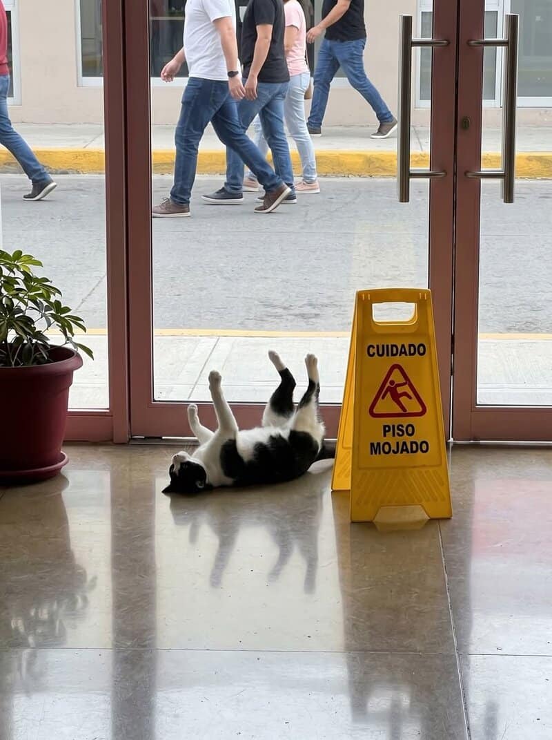 Cat lying on its back near a 'Cuidado Piso Mojado' sign, outside a glass door.