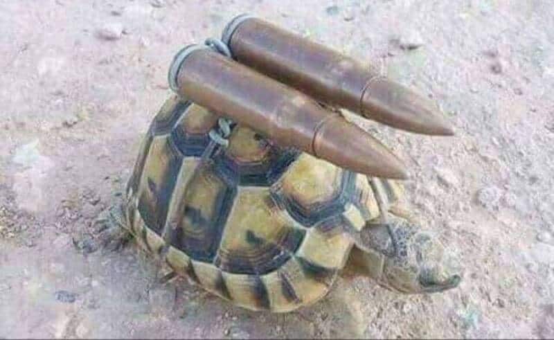 Turtle with two large bullets on its shell.