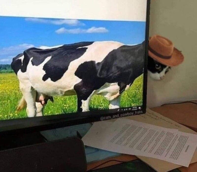 Cat peeking from behind a monitor with a cow's body on the screen, wearing a cowboy hat.