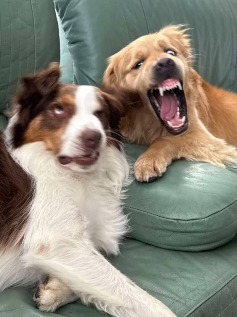 Two dogs on a green couch, one yawning and the other with a funny expression.