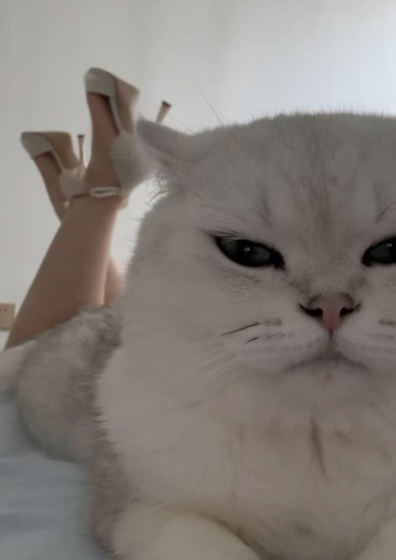 Close-up of a grumpy-looking white cat with a person lying behind it.