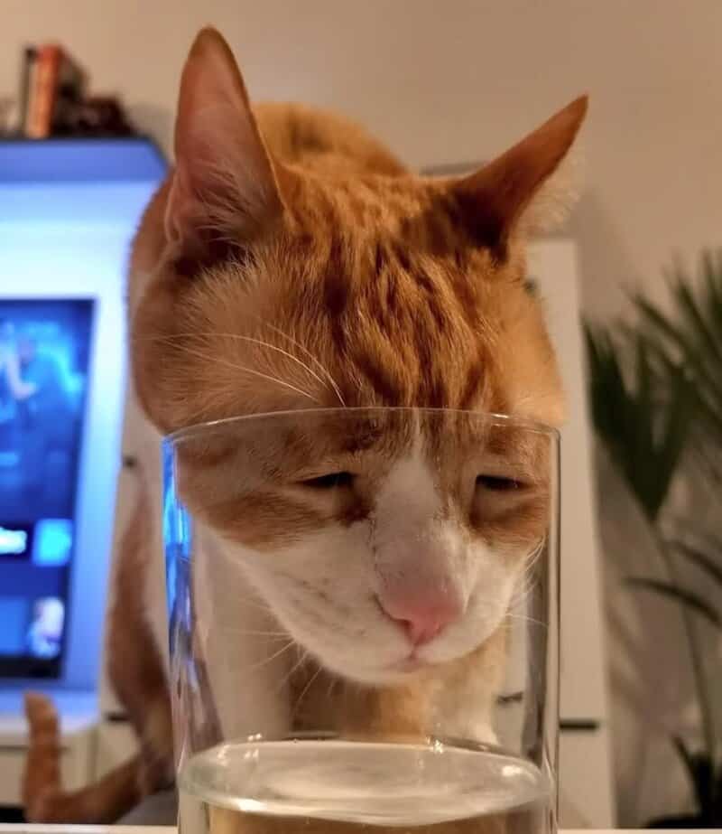 Cat with head in glass of water, eyes closed, in a cozy room.