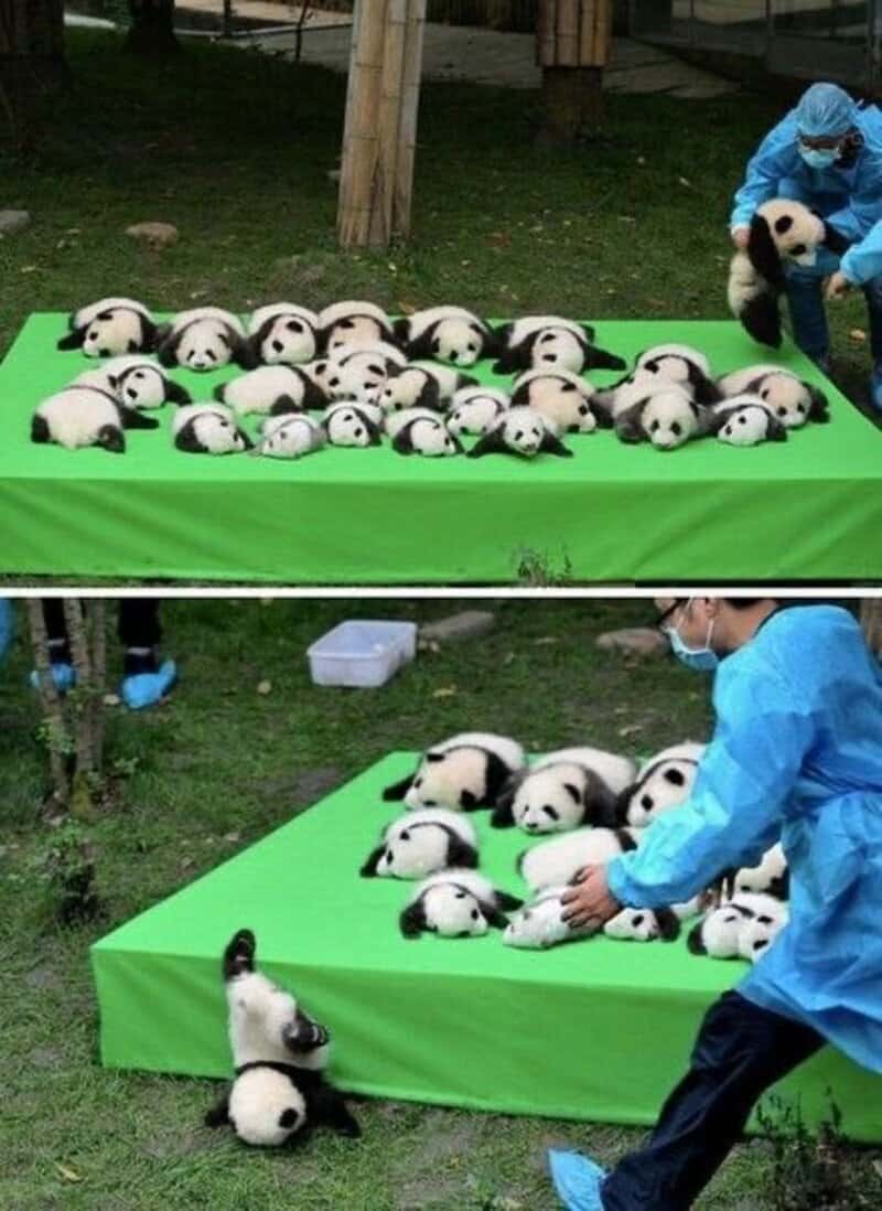 Group of panda plush toys on green tables with people in blue protective suits.