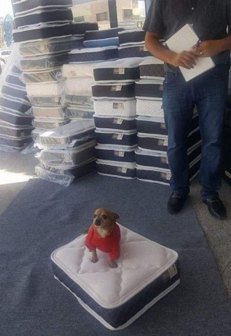 Dog in red sweater sitting on a mattress in a store with stacked mattresses around.