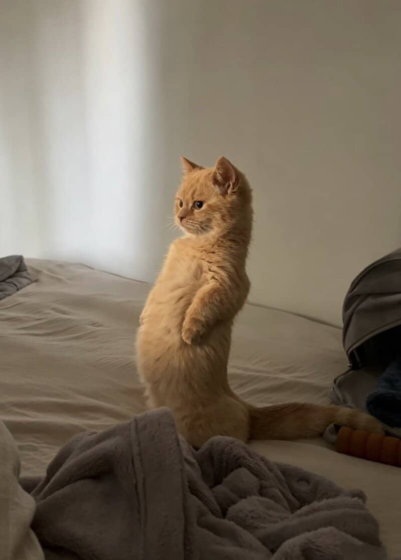 Cute orange kitten standing on its hind legs on a bed.