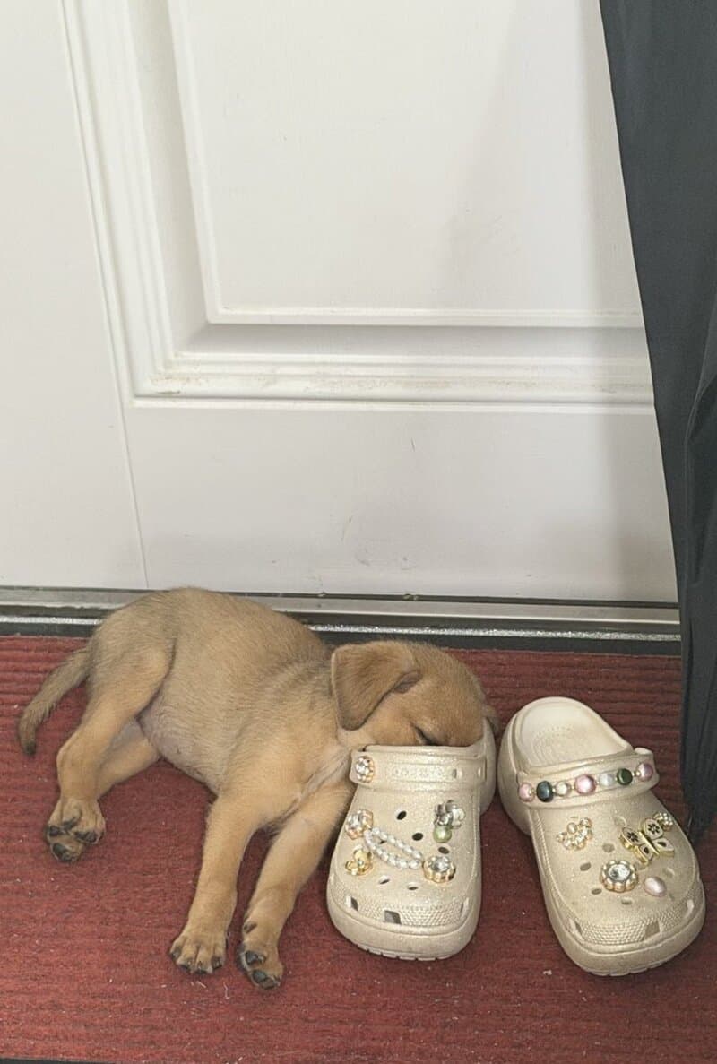 Cute puppy sleeping next to a pair of decorated shoes.