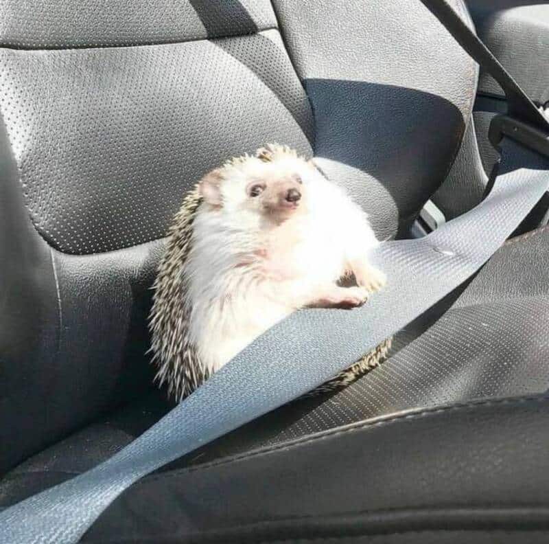 Hedgehog sitting on car seat with seatbelt across it, looking surprised.