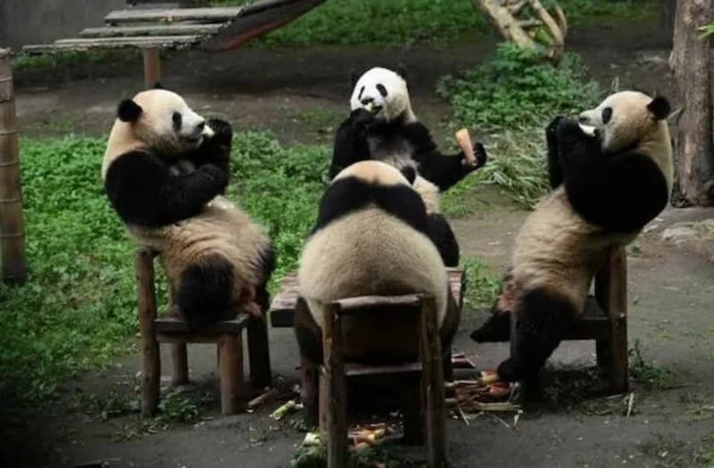 Four pandas sitting on chairs, one with a panda mask, in a green outdoor setting.