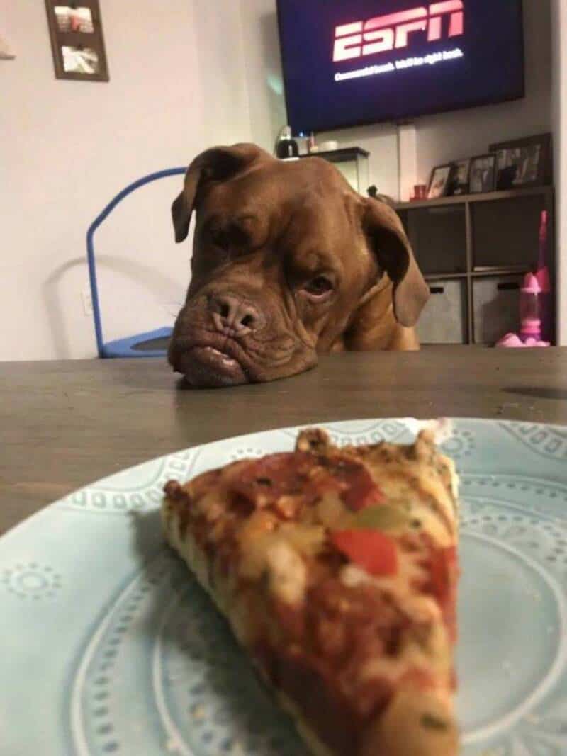Dog looking at a slice of pizza on a plate with ESPN on TV in background.