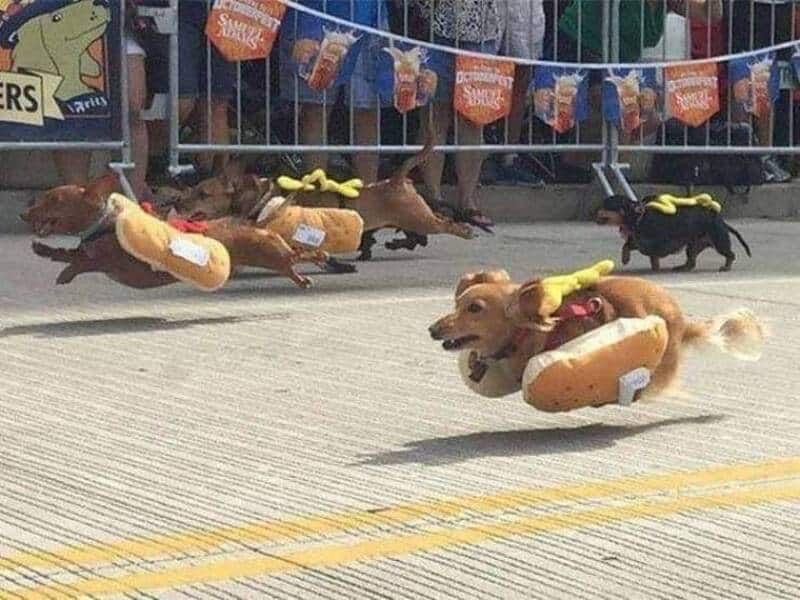 Dogs dressed as hot dogs running in a race at an event.